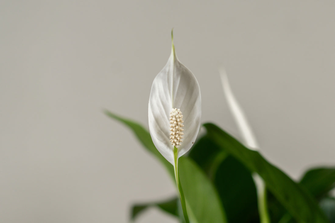 Spathiphyllum (Peace Lily)