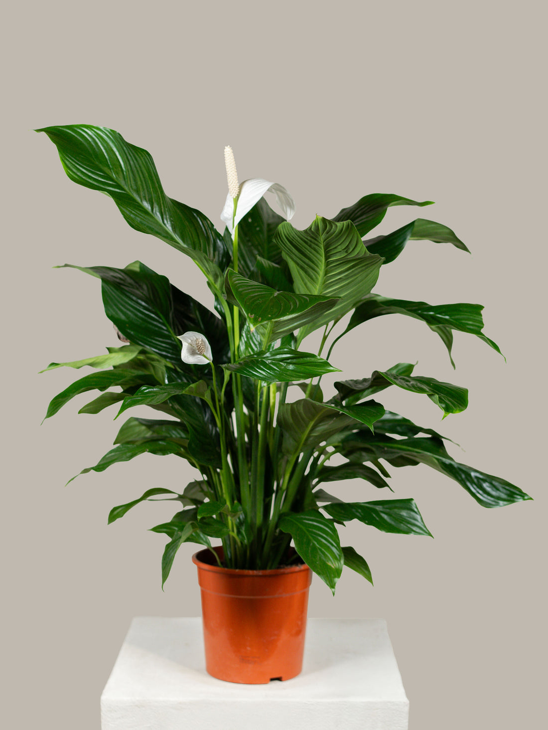 Spathiphyllum (Peace Lily)