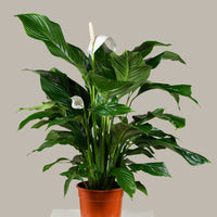 Spathiphyllum (Peace Lily)