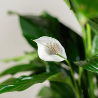 Spathiphyllum (Peace Lily)