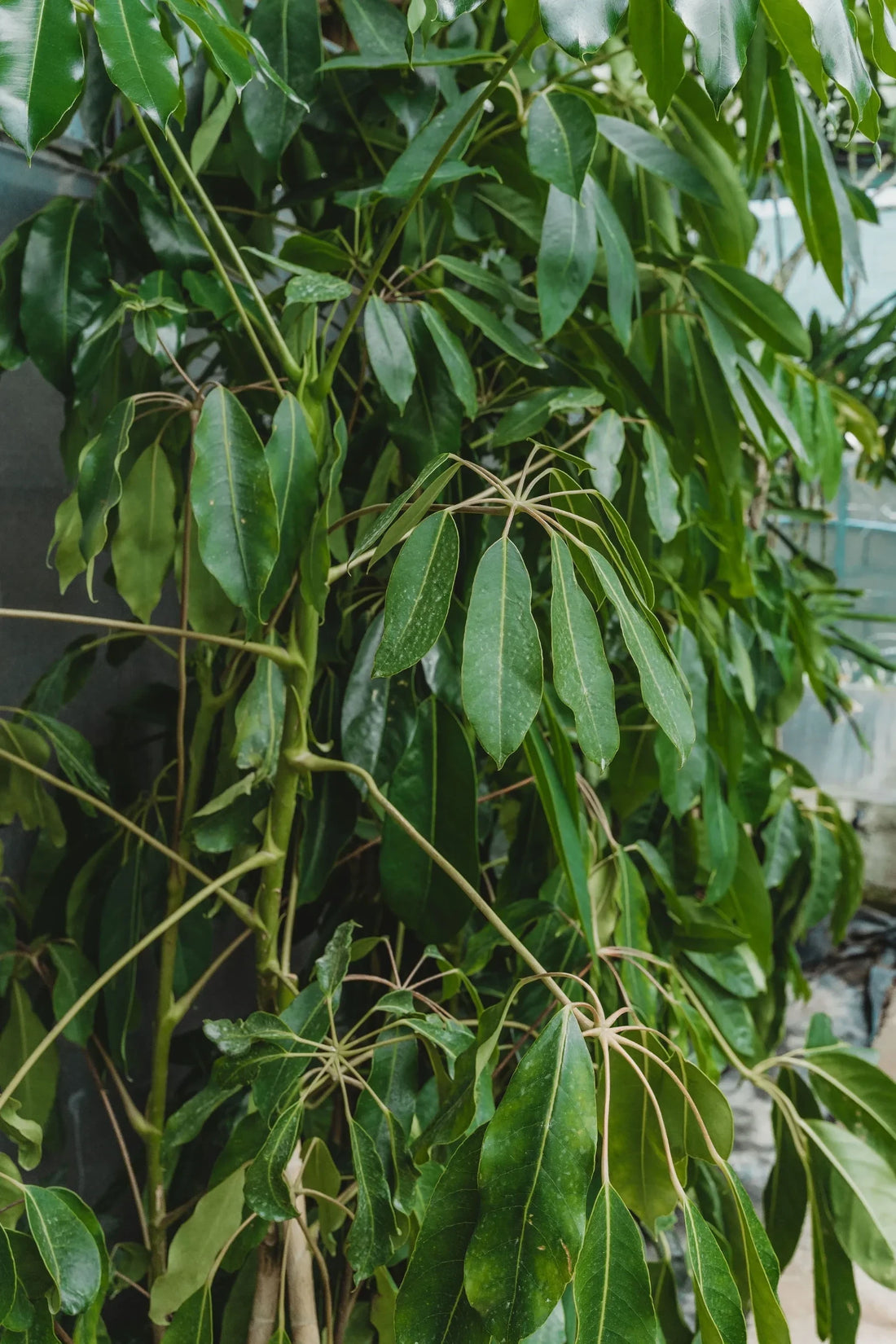 Schefflera Actinophylla – Umbrella Tree