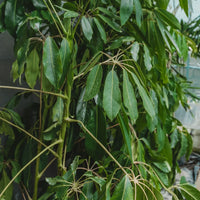 Schefflera Actinophylla – Umbrella Tree