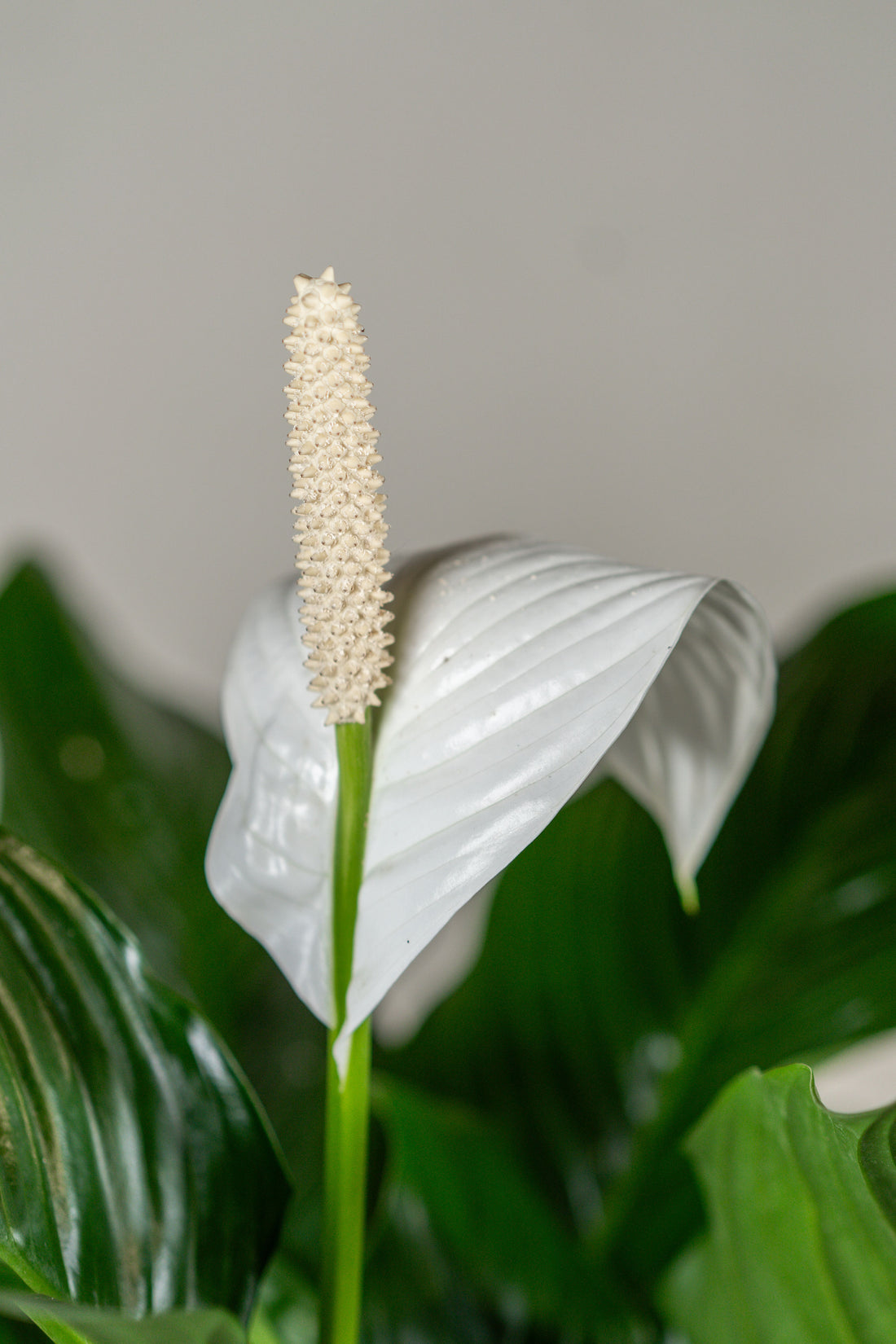 Spathiphyllum (Peace Lily)