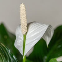 Spathiphyllum (Peace Lily)
