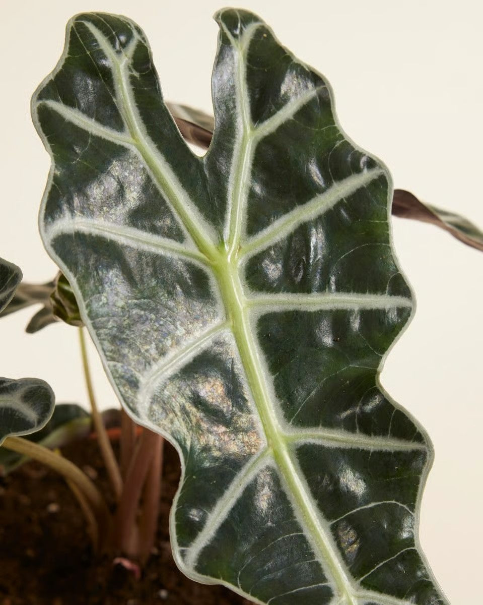 Alocasia Polly (African Mask Plant)