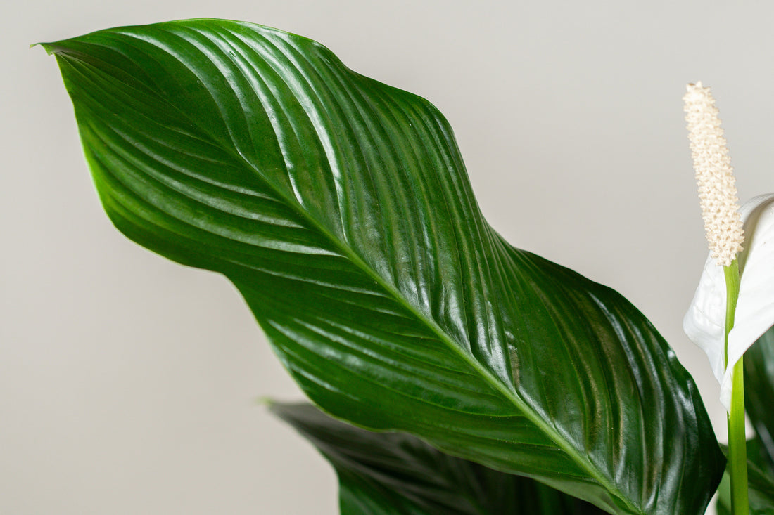Spathiphyllum (Peace Lily)