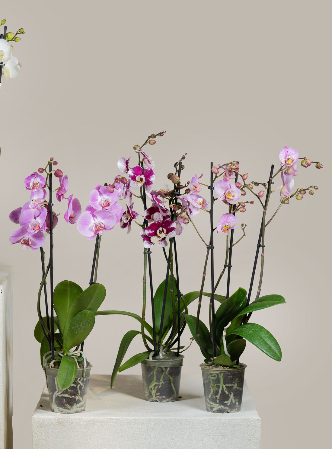Double Stem Phalaenopsis Orchid