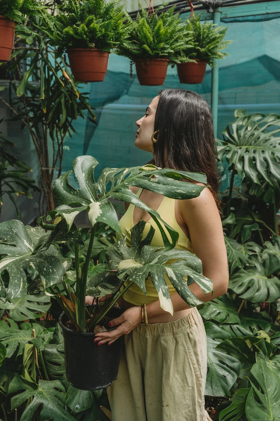 Monstera Thai Constellation