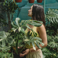 Monstera Thai Constellation