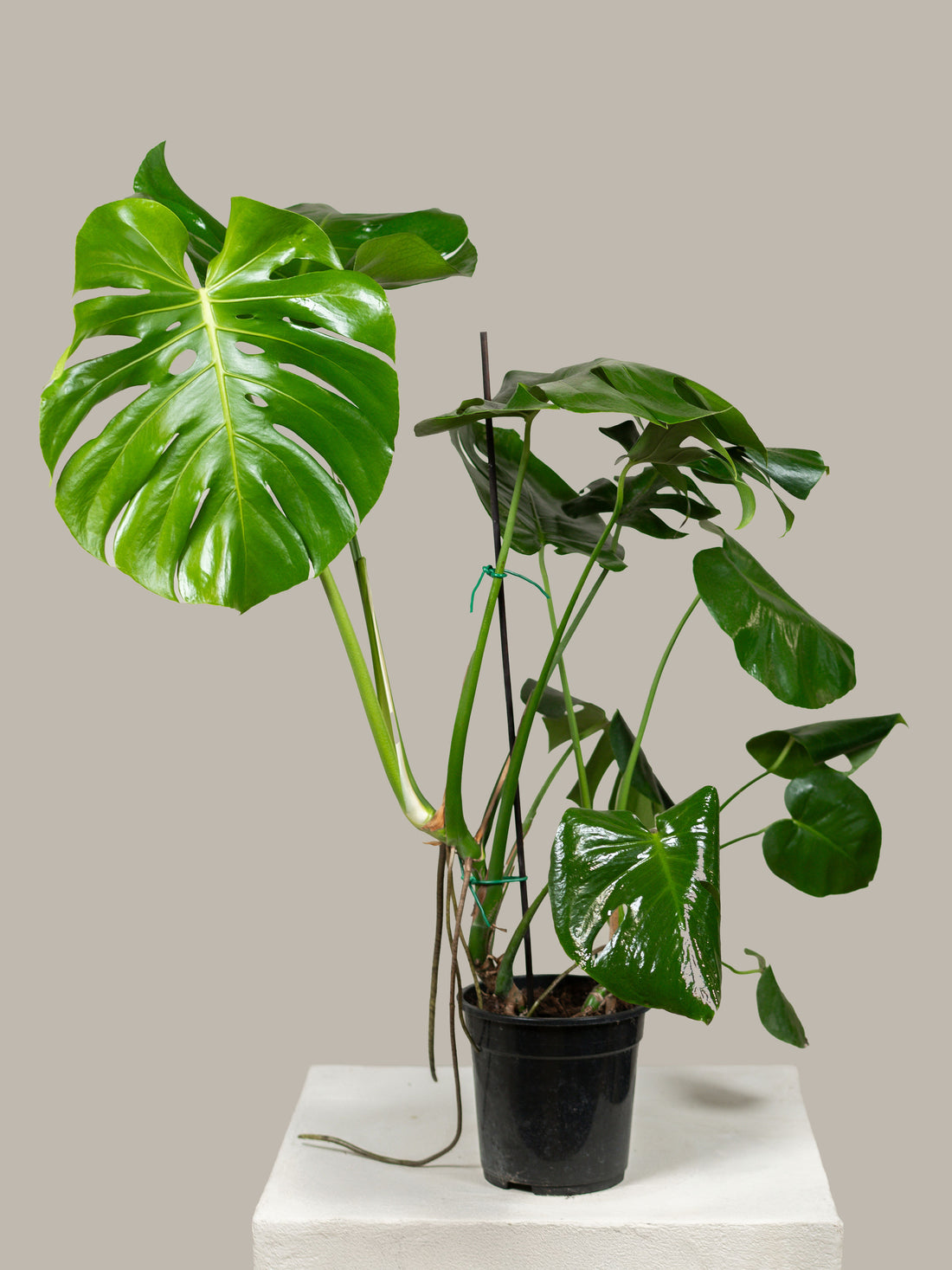 Monstera deliciosa