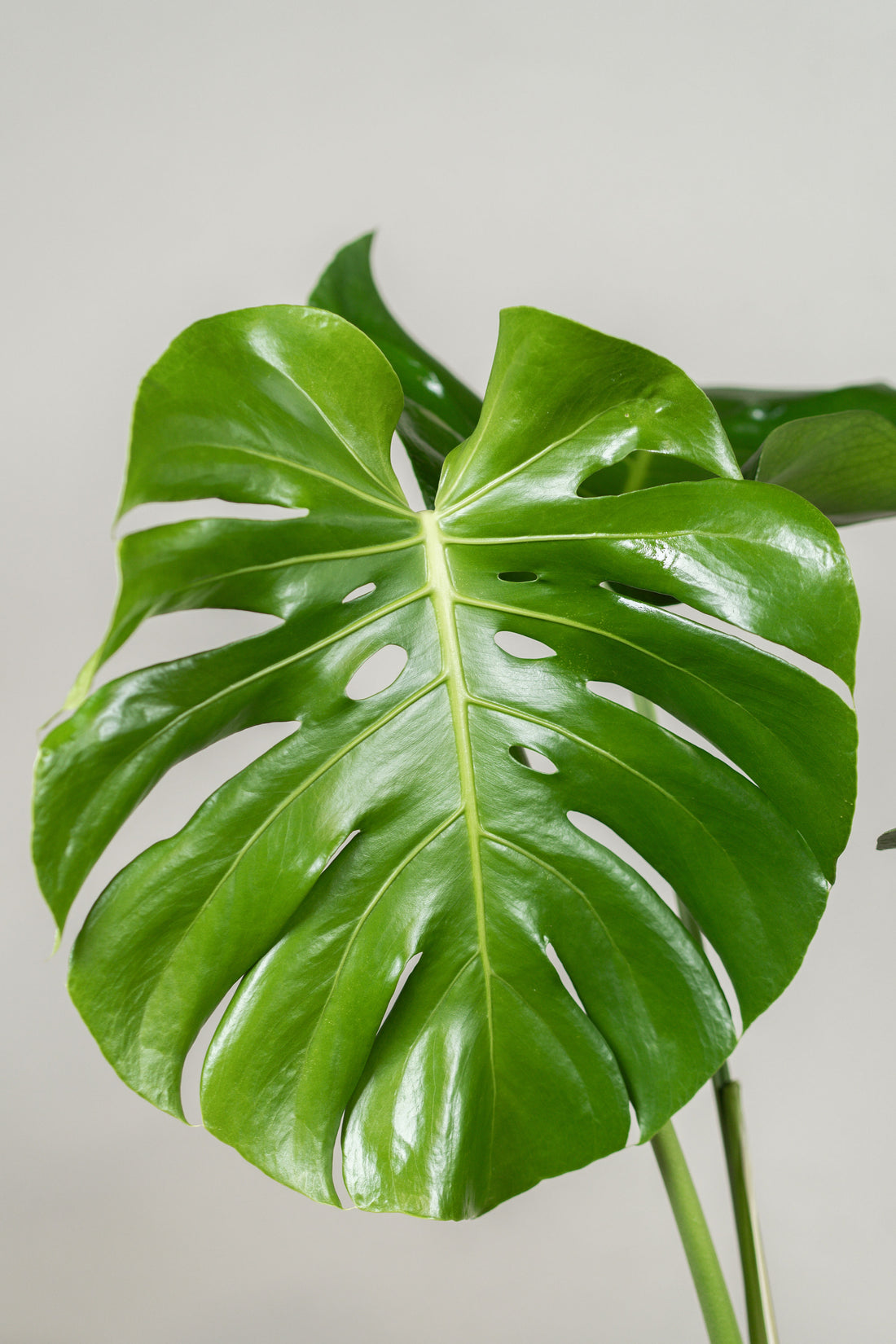 Monstera deliciosa