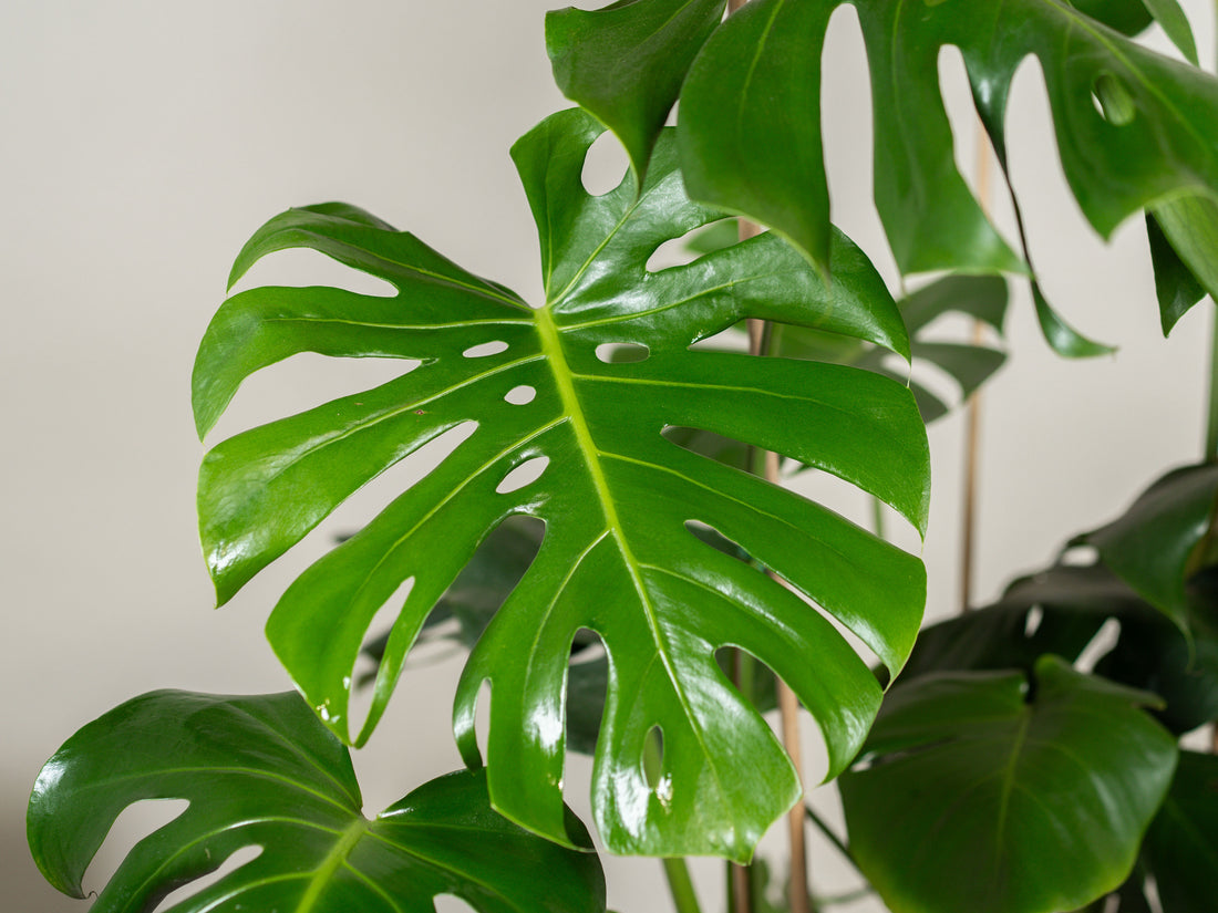 Monstera deliciosa