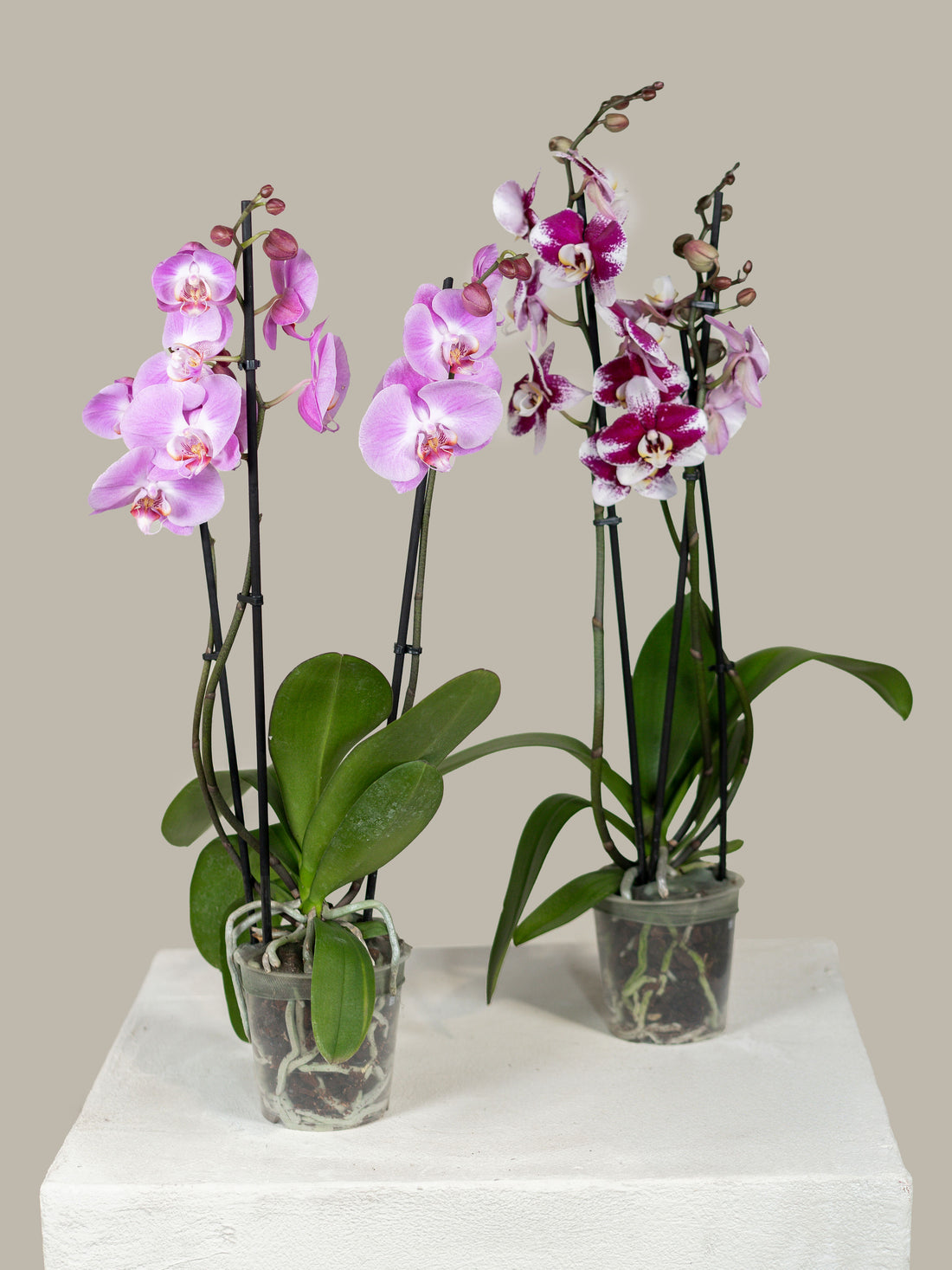 Double Stem Phalaenopsis Orchid