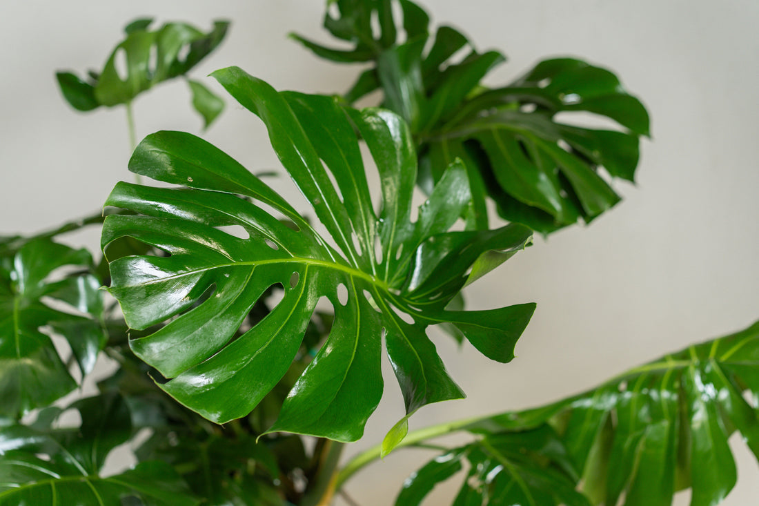 Monstera deliciosa