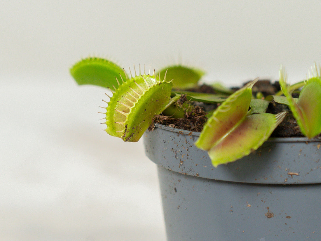 Dionaea muscipula (Venus Flytrap)