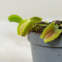 Dionaea muscipula (Venus Flytrap)