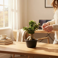 Ficus Ginseng Bonsai