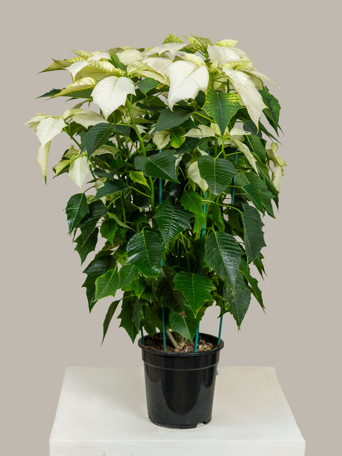 Poinsettia White (Alexandrino)