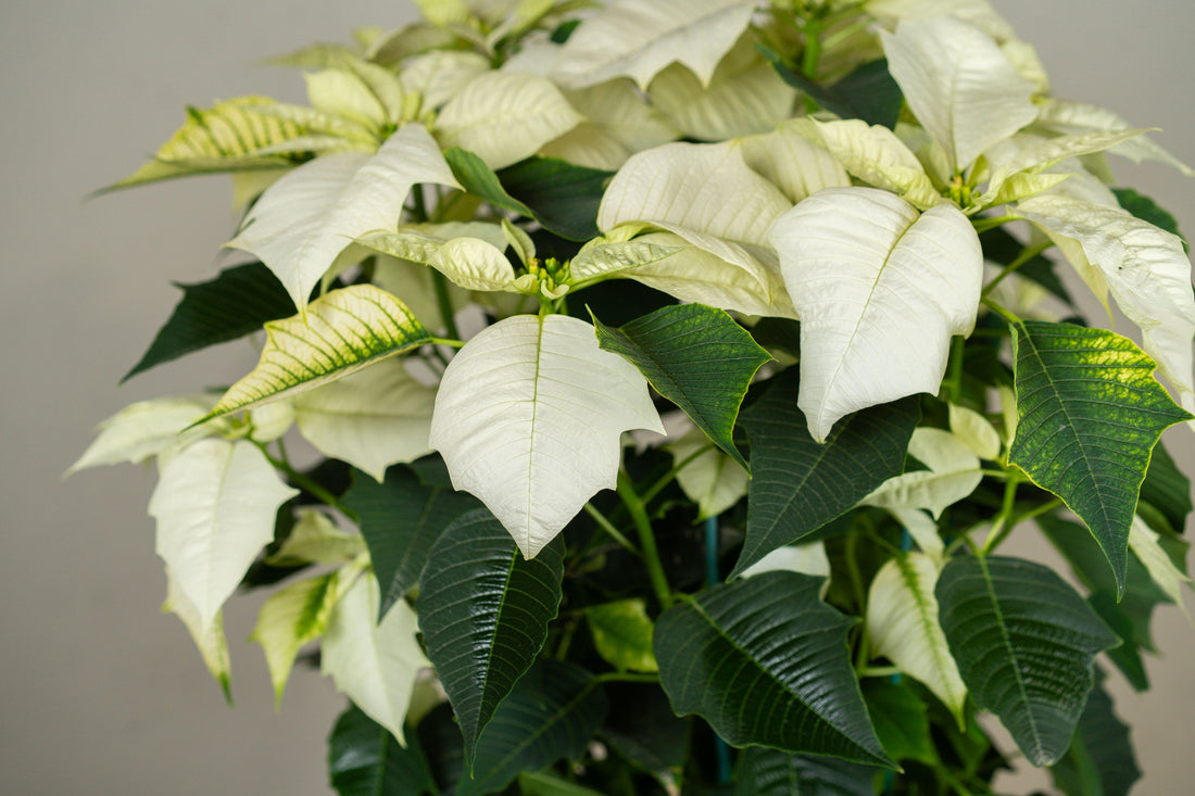 Poinsettia White (Alexandrino)