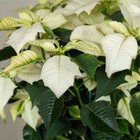 Poinsettia White (Alexandrino)