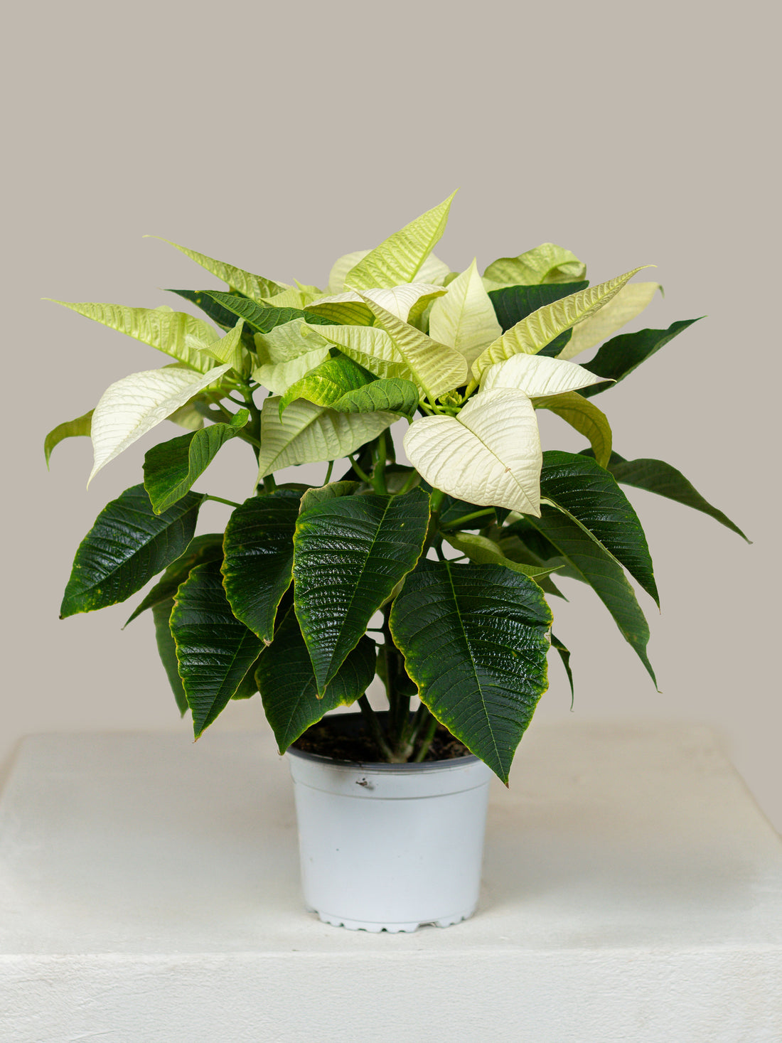 Poinsettia White (Alexandrino)