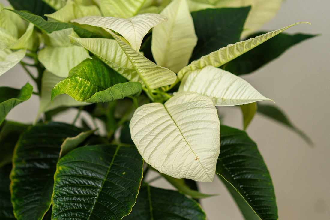 Poinsettia White (Alexandrino)