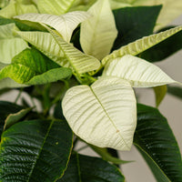 Poinsettia White (Alexandrino)
