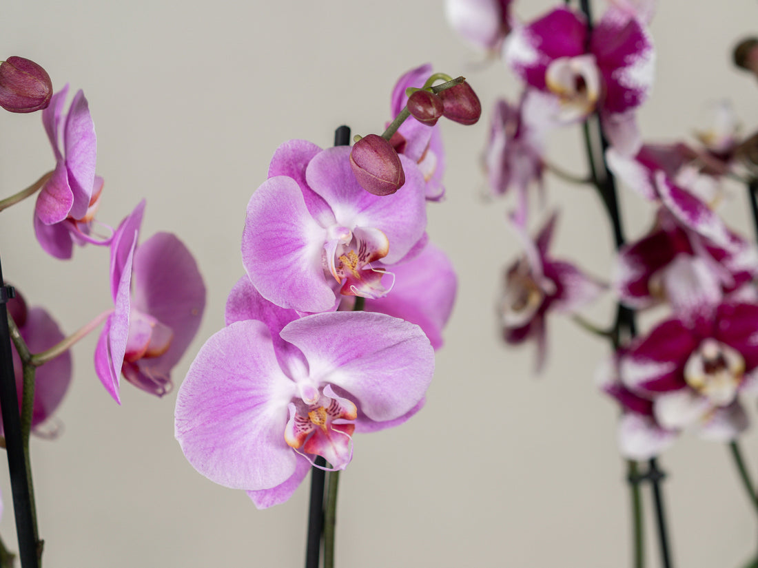 Double Stem Phalaenopsis Orchid