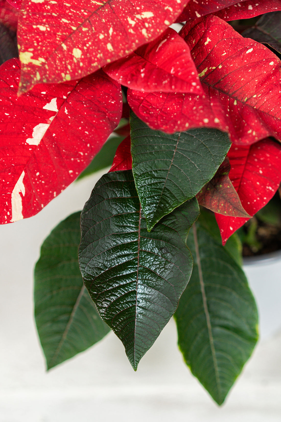 Poinsettia Glitter (Alexandrino)