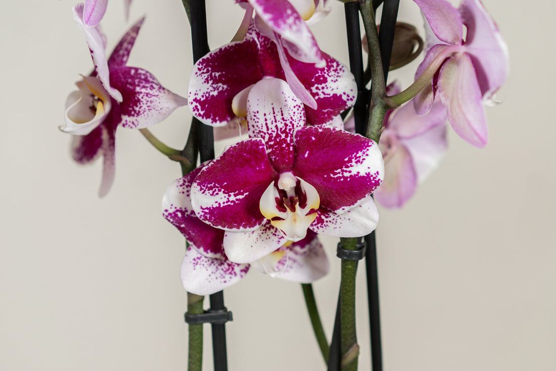 Double Stem Phalaenopsis Orchid