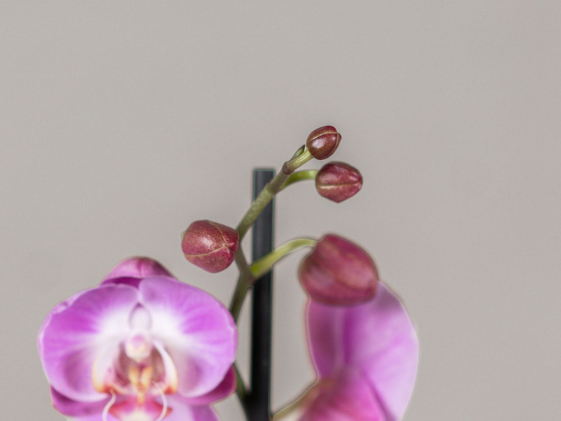 Double Stem Phalaenopsis Orchid