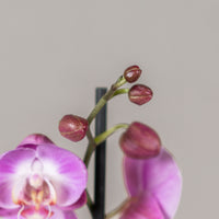 Double Stem Phalaenopsis Orchid