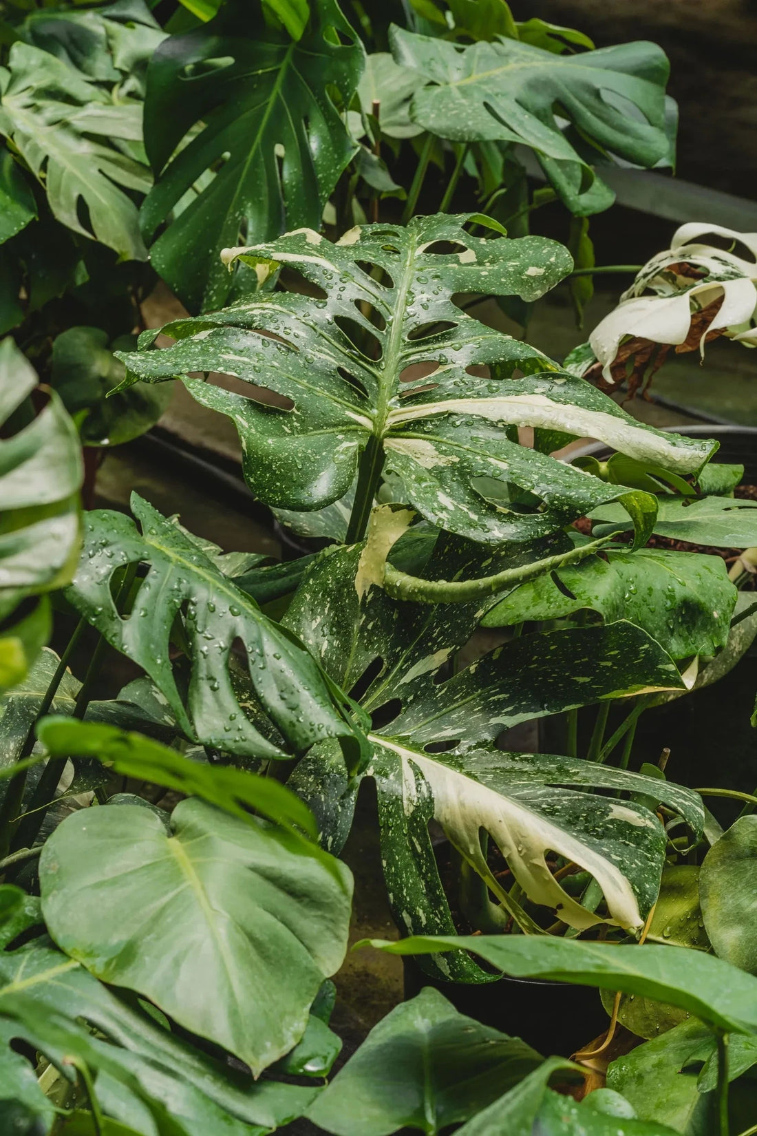 Monstera Thai Constellation
