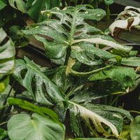 Monstera Thai Constellation