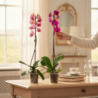 Single Stem Phalaenopsis Orchid