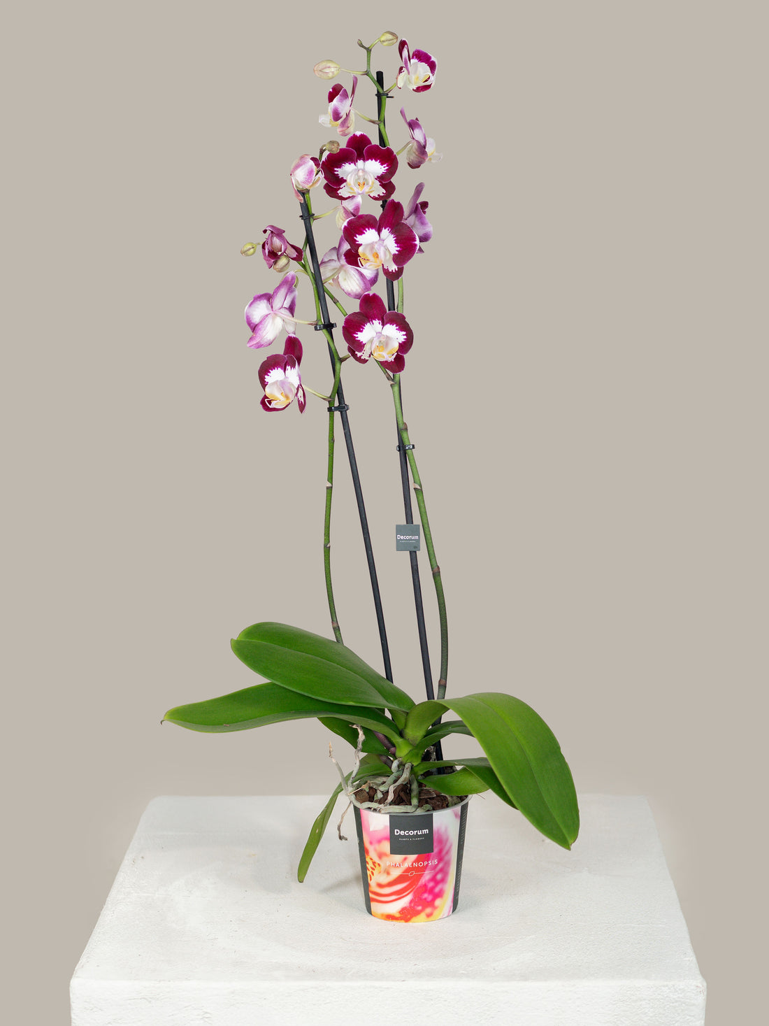 Double Stem Phalaenopsis Orchid