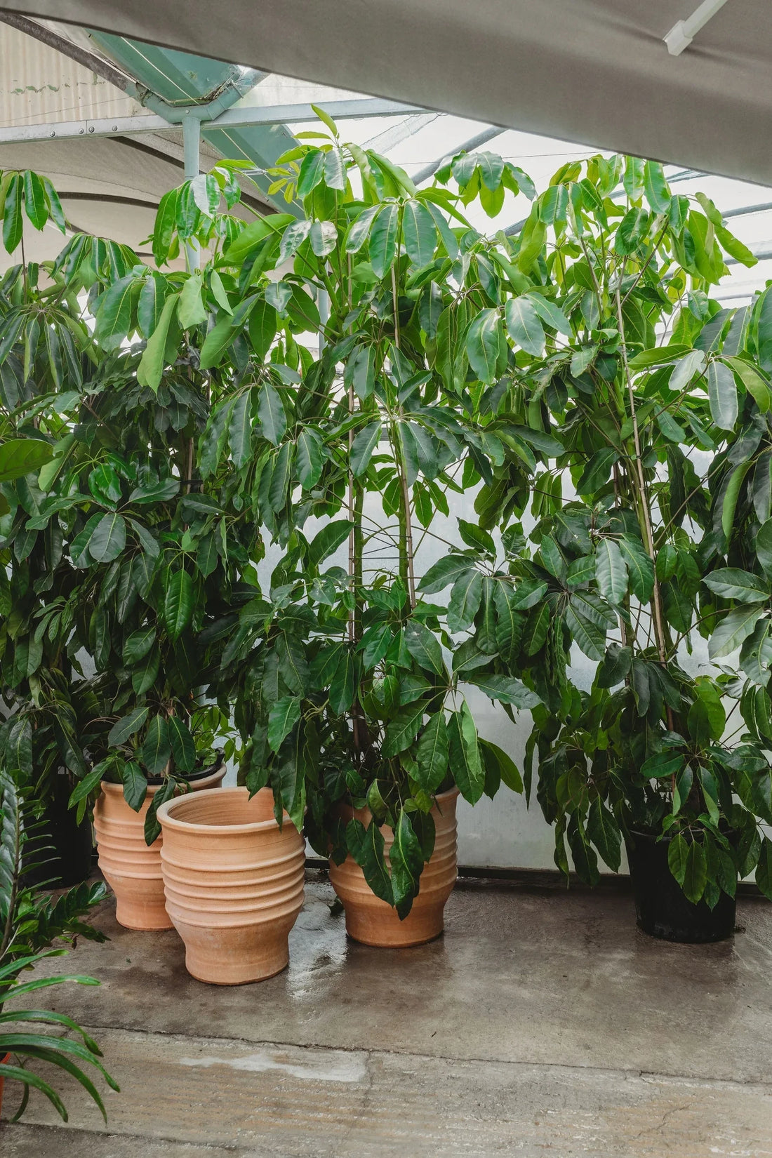 Schefflera Actinophylla – Umbrella Tree