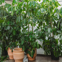 Schefflera Actinophylla – Umbrella Tree