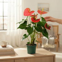 Anthurium (Colorado Pink)