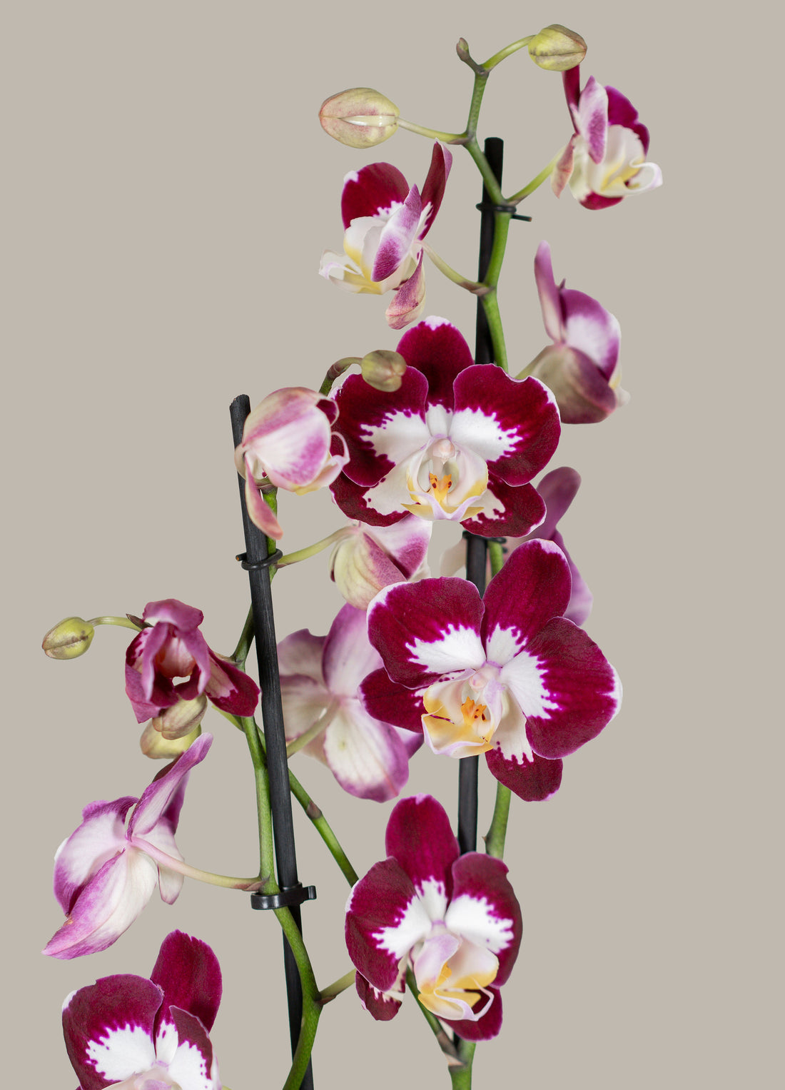 Double Stem Phalaenopsis Orchid