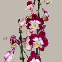 Double Stem Phalaenopsis Orchid