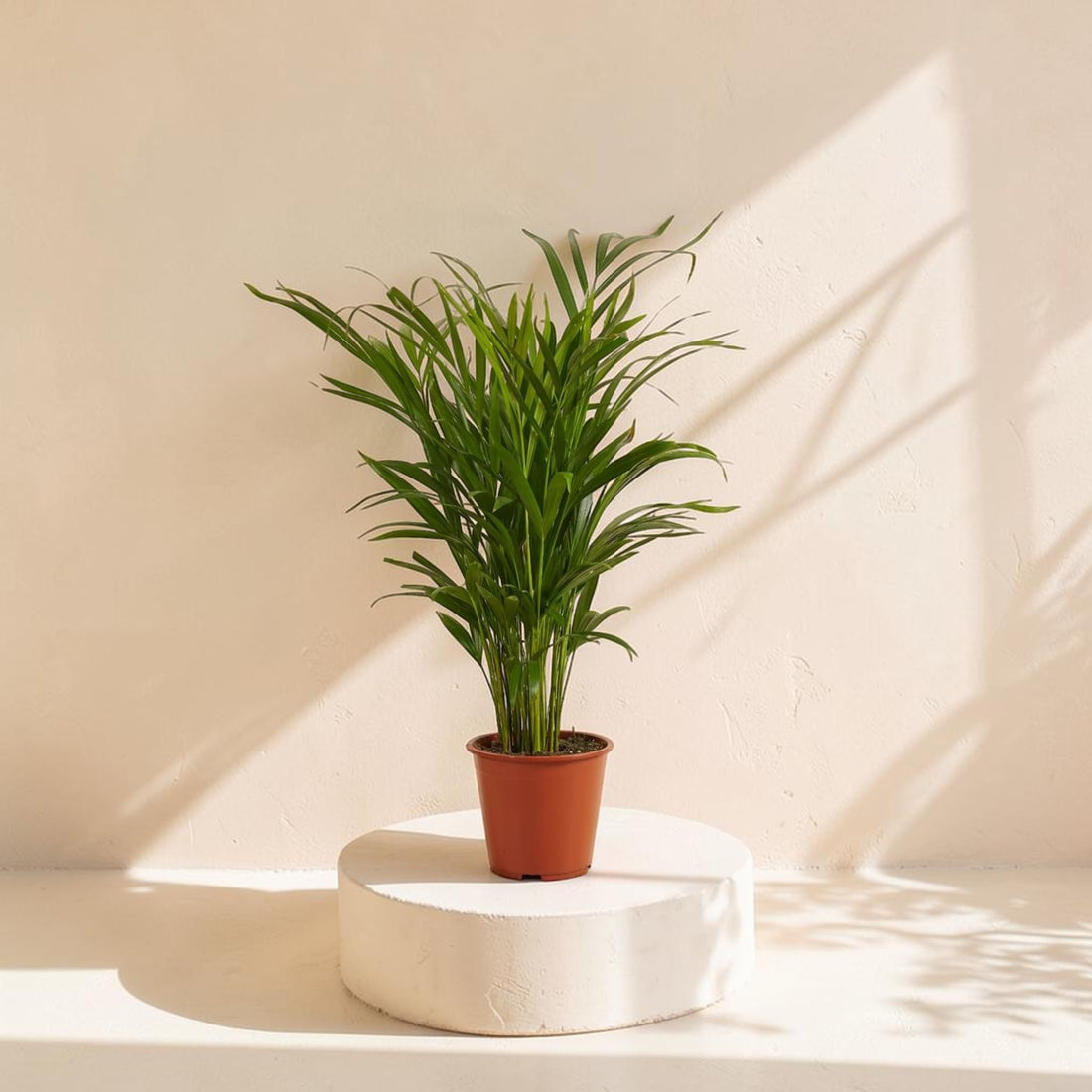 Areca Palm (Dypsis Lutescens)