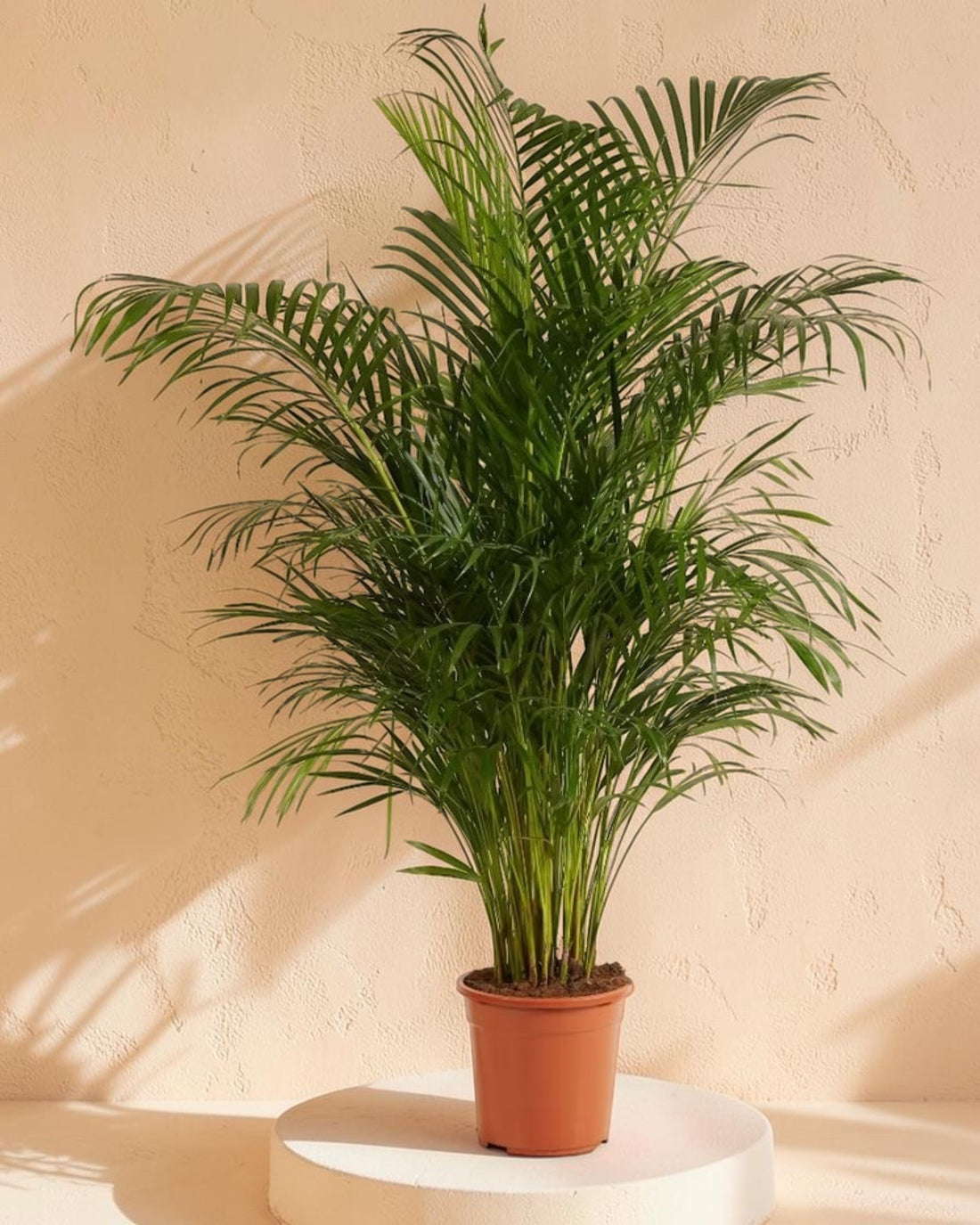 Areca Palm (Dypsis Lutescens)