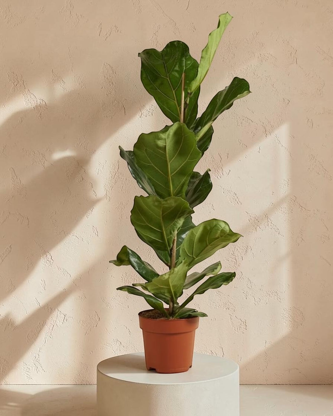 Ficus Lyrata (Fiddle Leaf Fig)