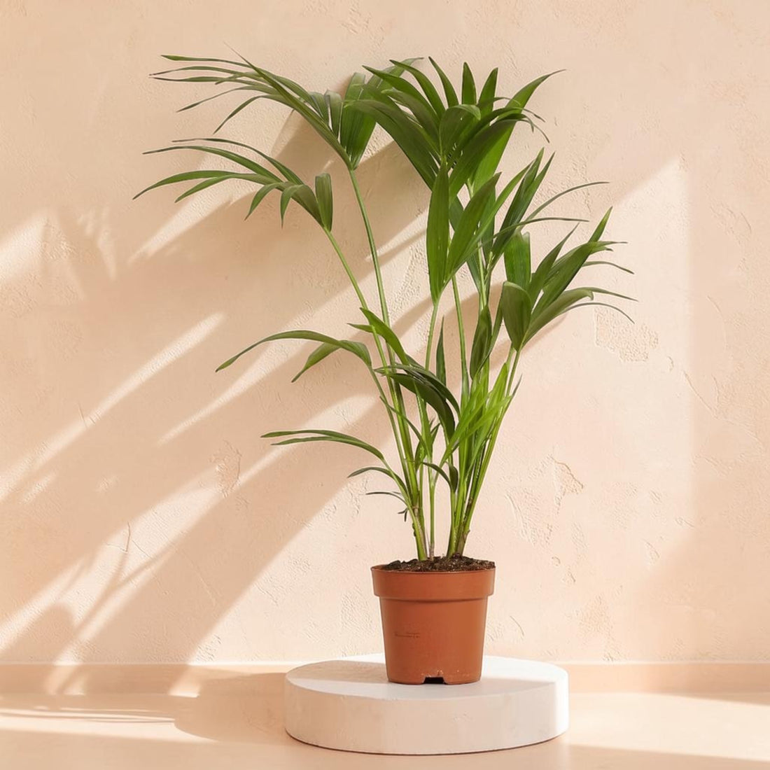 Kentia Palm (Howea Fosteriana)