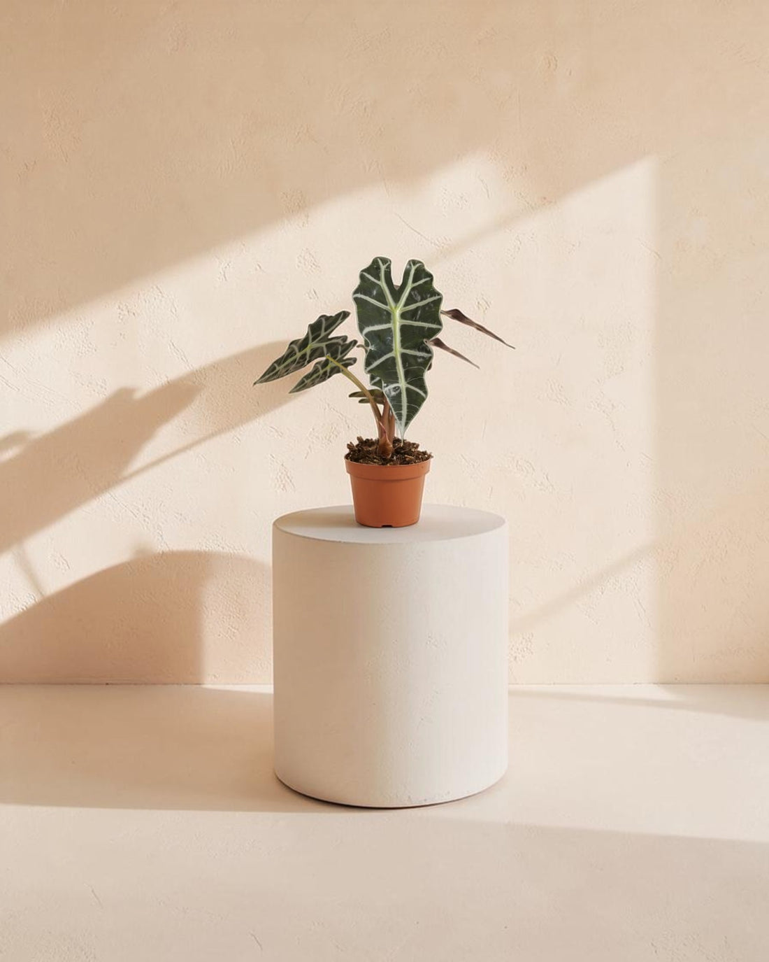 Alocasia Polly (African Mask Plant)