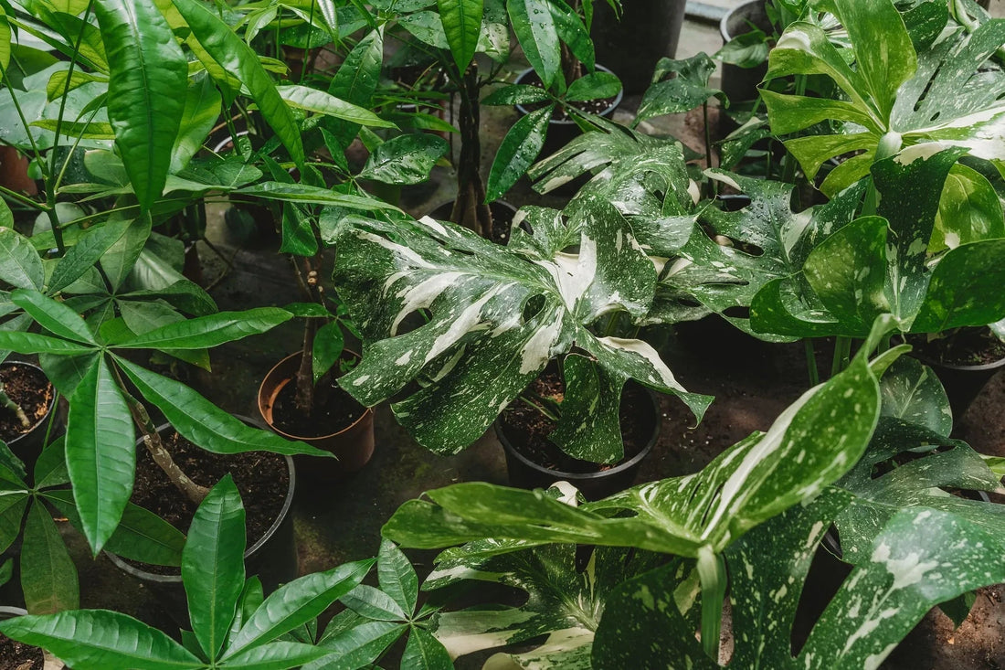 Monstera Thai Constellation