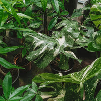 Monstera Thai Constellation