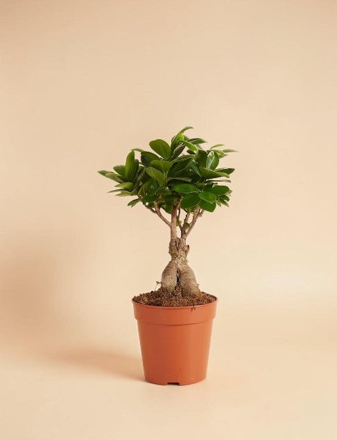 Ficus Ginseng Bonsai
