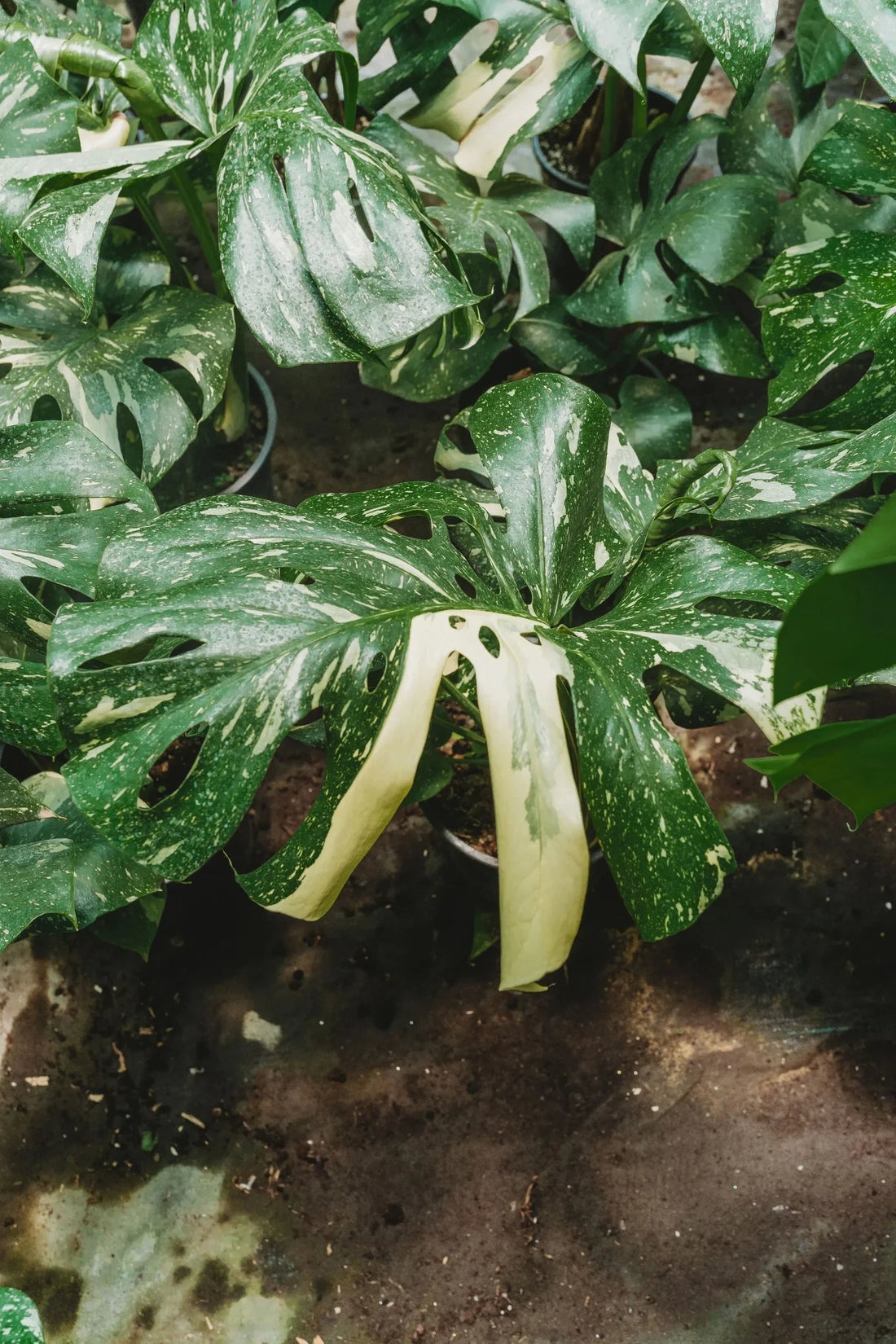 Monstera Thai Constellation